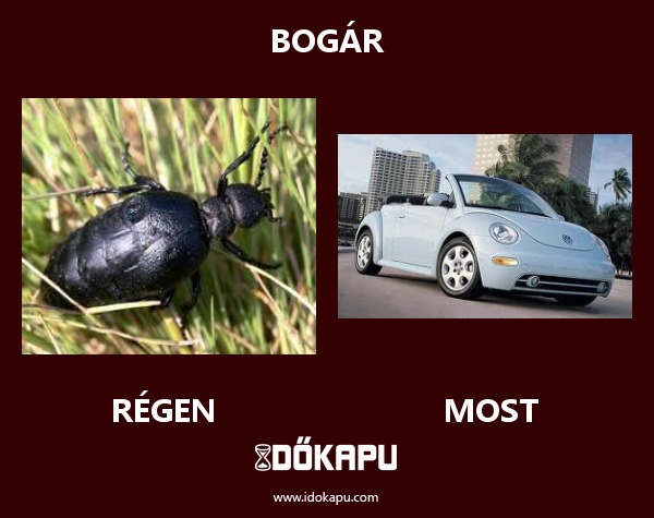 bogár
title=