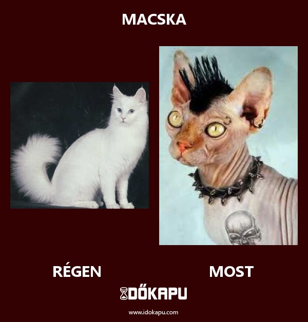 Macska
title=