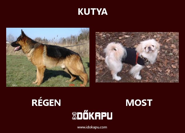 Kutya
title=