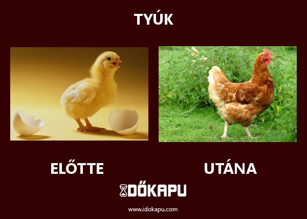 Tyúk
title=