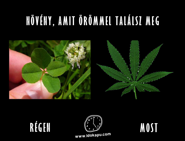 Növény, amit örömmel találsz meg
 
 title=